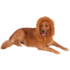 Lion Mane Dog Accessory