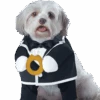 Puppy Groom Dog Costume