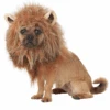 King Of The Jungle Dog Costume -Palmer Sales 00004814p