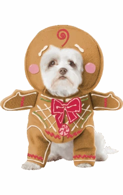 Gingerbread Dog Costume