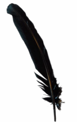 GENERIC Black Turkey Broad Feather