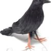 Feather Raven Bird Accessory 1 Feather Raven Bird Accessory -Palmer Sales feather raven bird 307109