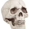 GENERIC Skull Jawbone With Movable Jaw Accessory 1 GENERIC Skull Jawbone With Movable Jaw Accessory -Palmer Sales skull jawbone with movable jaw accessory 927292